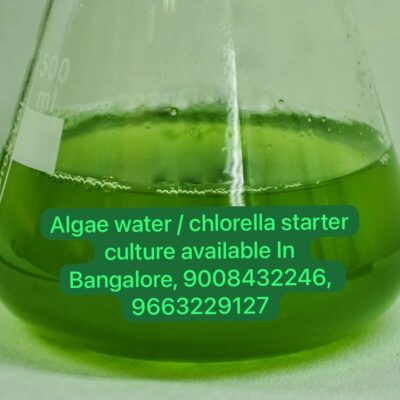 Algae green water starter culture available In Bangalore, Chlorella green water starter culture in Bangalore