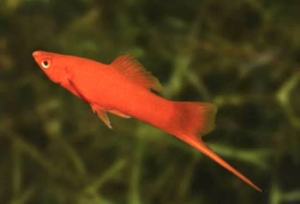Red Sword tail 2 piece