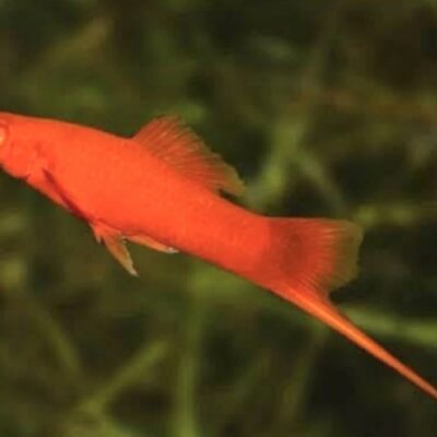 Red Sword tail 2 piece